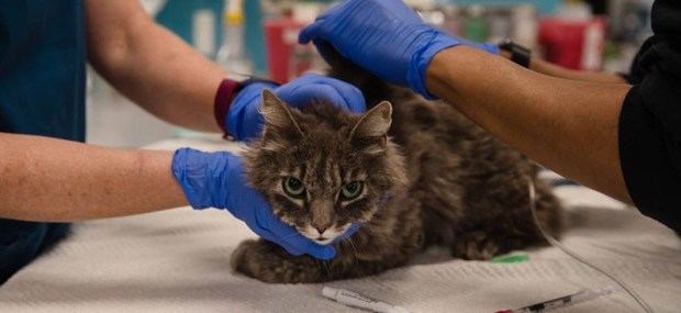 Francia pide a los enfermos de coronavirus limitar el contacto con sus gatos