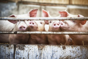 Apoyan acciones de Haití, EE.UU. y R.Dominicana para erradicar peste porcina