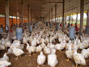 Veterinario asegura que no usan hormonas en granjas de pollo