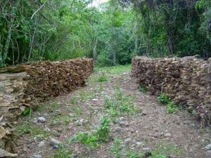 Medio Ambiente refuerza persecución contra tráfico de guaconejo tras acciones hostiles