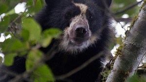Hallan osos andinos, especie en extinción, cerca a una zona ganadera en Ecuador