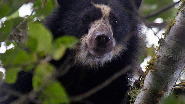Autoridades hallan osos andinos, especie en extinción, cerca a una zona ganadera en Ecuador.