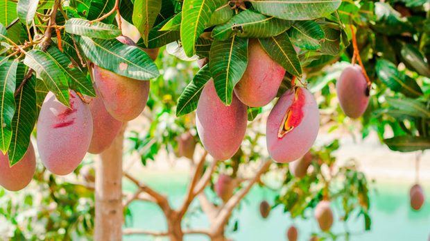 Las exportaciones de mango producirán cerca de 40 millones de dólares en 2022.