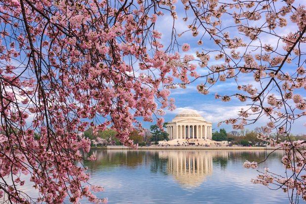 Washington da bienvenida a la primavera con los cerezos en flor.