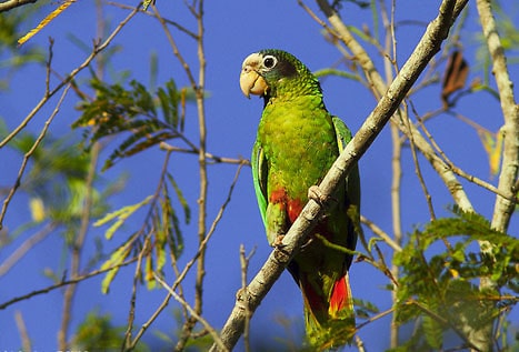 El impacto del COVID-19 ha mejorado la calidad ambiental en República Dominicana.