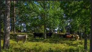 CEPAL destaca el potencial de los mercados de carbono en la agricultura centroamericana