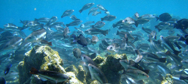 Un arrecife de coral en Bonaire, en el Caribe.