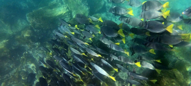 Un arrecife en las Galápagos, Ecuador.