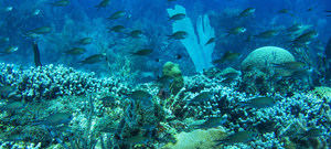 Si no acabamos con las emisiones de efecto invernadero podemos quedarnos sin arrecifes de coral a finales de siglo