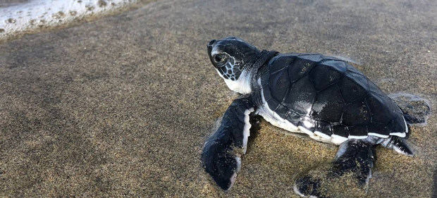 Una tortuga se encamina al mar en el Pacífico mexicano. Michoacán, México.