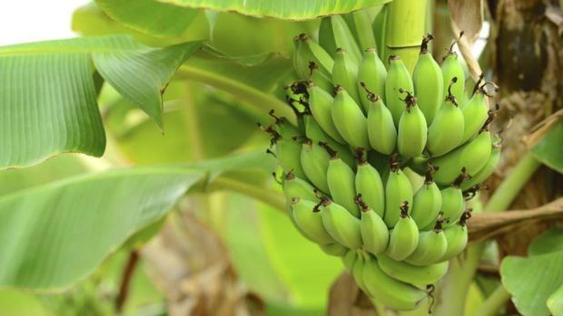 R.Dominicana entre paí­ses que denuncian altos costos de producción del banano.