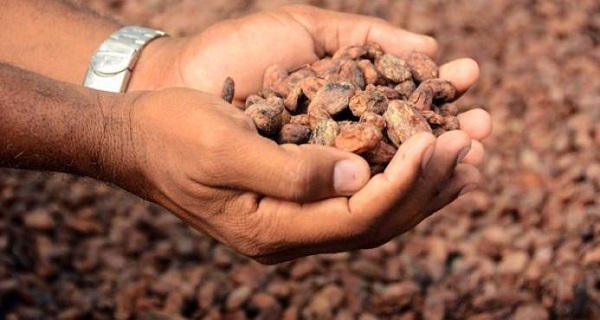 Cacao