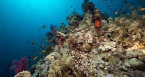 Investigadores alertan del debilitamiento de los corales por el calentamiento