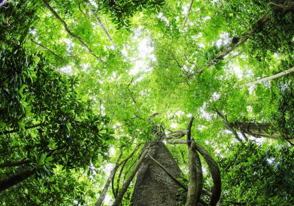 El divulgador científico David Quammen destacó que todas las nuevas enfermedades víricas provienen de especies salvajes, con las que los humanos interactúan cuando van a bosques tropicales y otros lugares donde hay incontables tipos de animales, cada uno de ellos portando virus únicos. 