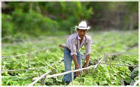 Campesino dominicano.