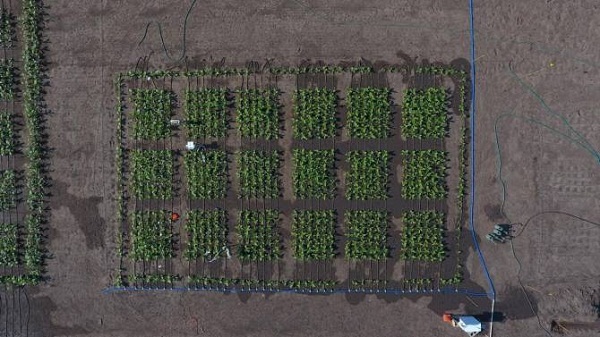 Vista aérea del campo agrícola de pruebas de 2017, en el cual se ha demostrado que incrementar la expresión de cierta proteína puede aumentar la producción en casi el 50 por ciento.