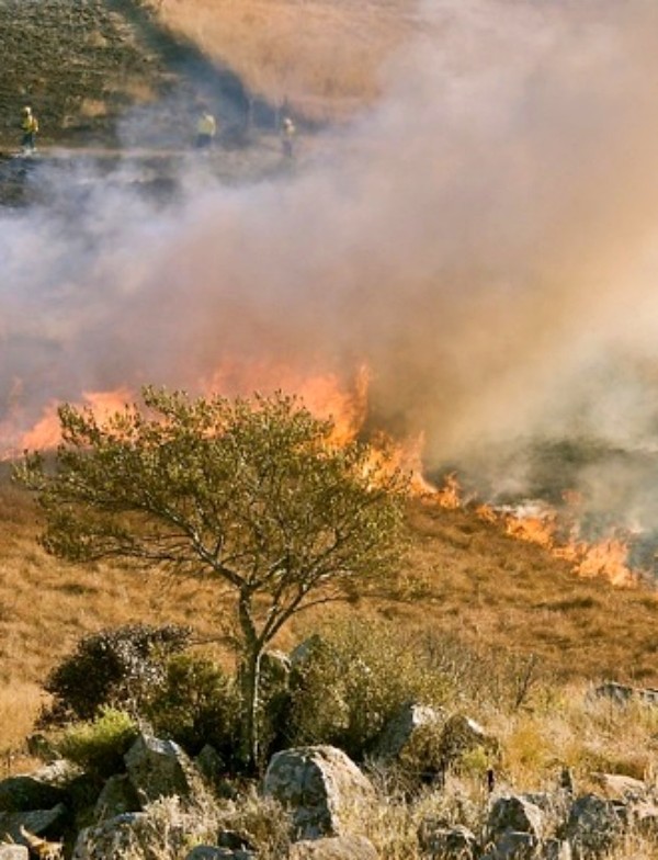 El bosque del Congo, además, sirve como sumidero de carbono y juega un papel vital en la regulación global del clima.