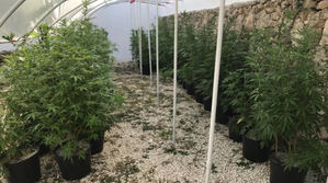 DNCD desmantela invernadero de marihuana en Verón - Punta Cana