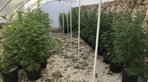 DNCD desmantela invernadero en Punta Cana, utilizado para sembrar y cultivar marihuana.