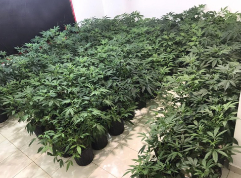 En el operativo ocuparon 286 plantas del vegetal, en el patio de una vivienda ubicada en La Altagracia, Punta Cana.