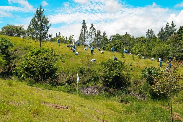 Las jornadas de reforestación son parte del modelo de sostenibilidad del Grupo
Popular, realizadas desde hace más de dos décadas.