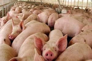 Sugieren ministerios de Agricultura RD y Haití se unan para enfrentar la Peste Porcina Africana