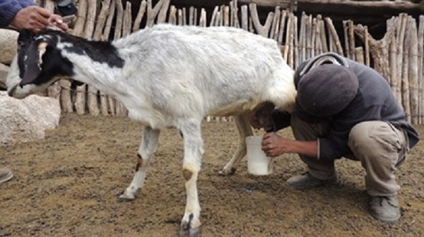 Leche de cabra