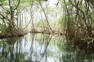 Ante amenaza de huracán: Medio Ambiente resalta importancia de los manglares 