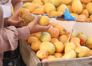 Confenagro muestra preocupación por freno de exportaciones de mango a Estados Unidos