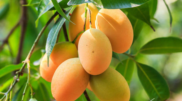 Mango. 