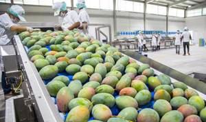 Productores de mango de Peravia denuncian son afectados por circunvalación