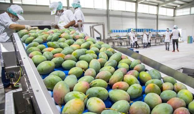 Productores de mango de Peravia denuncian son afectados por circunvalación.