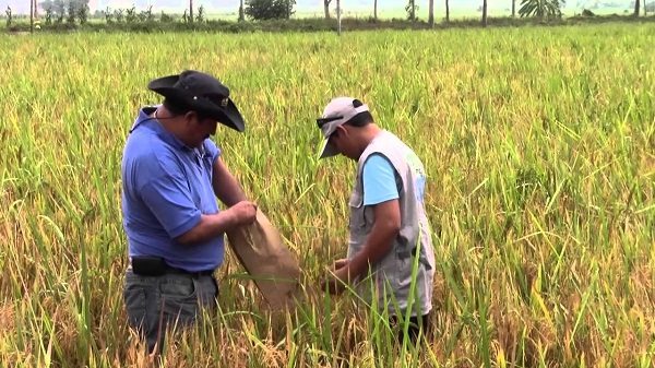 Productores de arroz