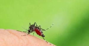 Epidemi&#243;logo UCE advierte sobre plaga mosquito por lluvias 