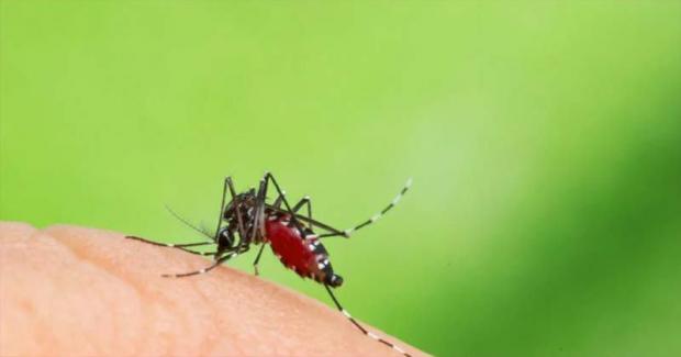 Epidemiólogo UCE advierte sobre plaga mosquito por lluvias