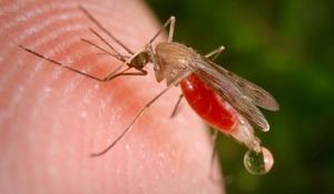 Se reportan nuevos casos de malaria en el Gran Santo Domingo