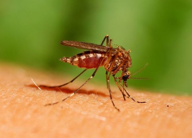 Aumentan a nueve los fallecidos por dengue en el país.