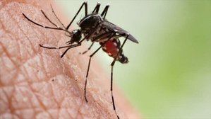 Eliminación de la malaria en Mesoamérica donde se han identificado 183 focos activos