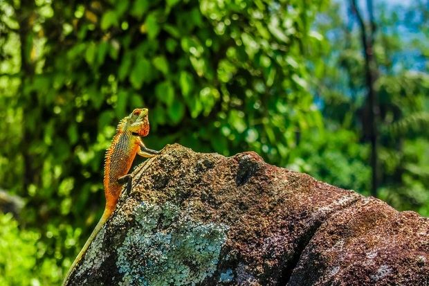 Cinco acciones para conservar la biodiversidad desde el sector privado.