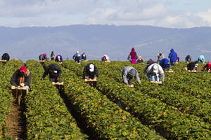 Plantean más inversión desarrollo rural para combatir hambre 