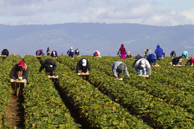 Agricultores. 