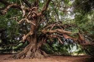 
Día Mundial del Árbol 2023
 


 