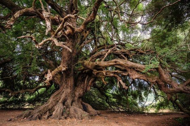 Centenario árbol de Olivo.