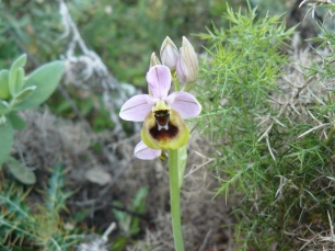 Orquìdea