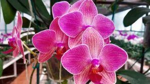 Costa Rica invita a descubrir sus más de 1.400 especies de orquí­deas