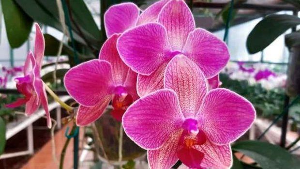 Costa Rica invita a descubrir sus más de 1.400 especies de orquídeas.