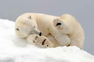 El deshielo ártico lleva a la fatiga a los osos polares
