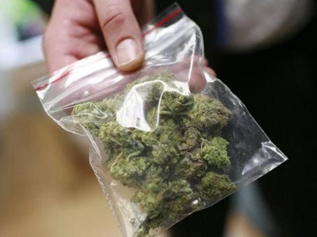 Autoridades se incautan de más de 2,000 libras de marihuana