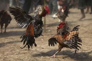 R.Dominicana da marcha atrás y prohíbe las peleas de gallos sin público