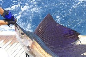 Inauguran el Torneo de Pesca Puntarena Sailfish Cup